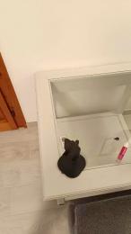 BabyBunny — webcam model online on cam4