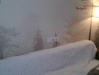 Red_Rose_98 — Bongacams stream photo (Apr 2026)