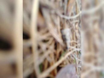 Adelaideskyy — Bongacams stream photo (Mar 2026)