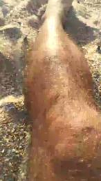 Roccowolf — Cam4 stream photo (Aug 2026)