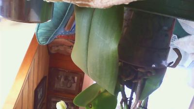 Zevioo77 — webcam model online on cam4