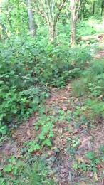 orchideahot — Cam4 stream photo (Sep 2026)