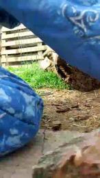 luxxuriax — Cam4 stream photo (Apr 2026)