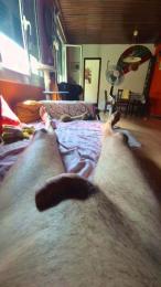 macho6868 — webcam model online on cam4