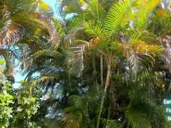 cindy_luv — Chaturbate recorded stream screenshot (25 Jul 2025)