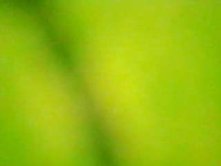 stalliontheesavage — Camsoda recorded stream screenshot (15 Nov 2025)