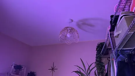 _vixenp — Stripchat recorded stream image, 23.02.2026 19:10