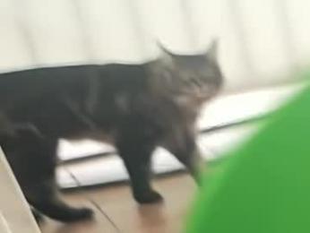 hannahjames710 — Chaturbate recorded stream screenshot (03 Apr 2026)