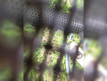 Angelia22 — Bongacams recorded stream image, 22.07.2026 06:40