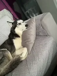 AnastasiaAniess — Stripchat recorded stream screenshot (05 Apr 2025)